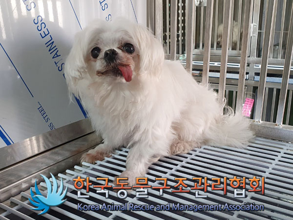 종료(입양) 말티즈…